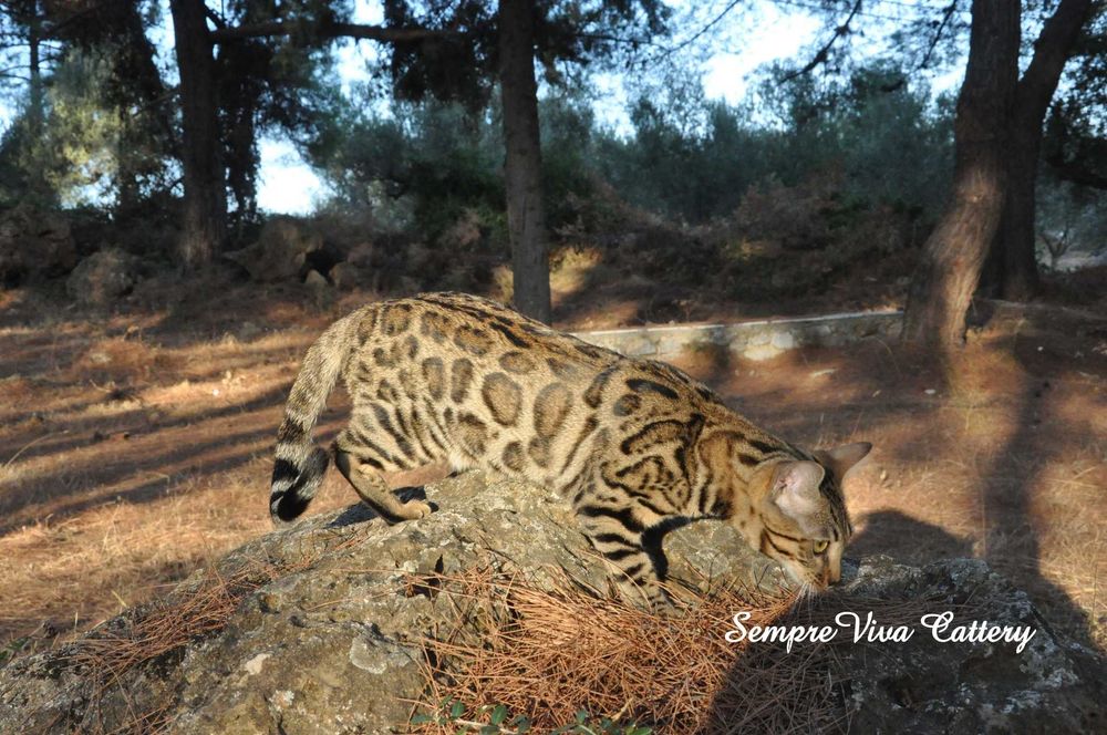 Бенгалско коте женско