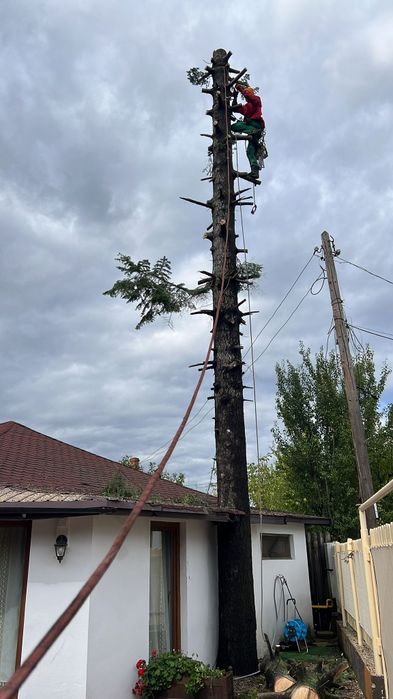 Alpiniști utilitari cu experiență de peste opt ani de zile în domeniu