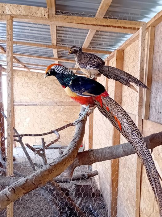 Caută altă volieră