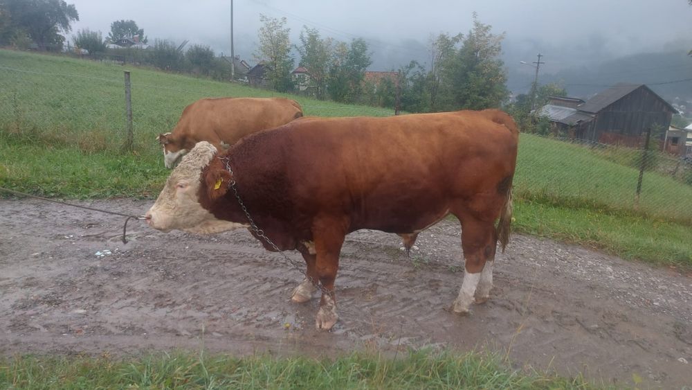 Vând tauri de monta.