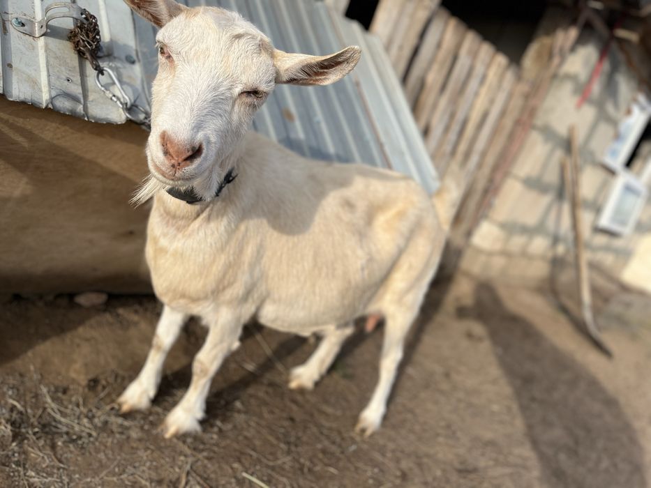 Козье молоко / Ешкі сүти