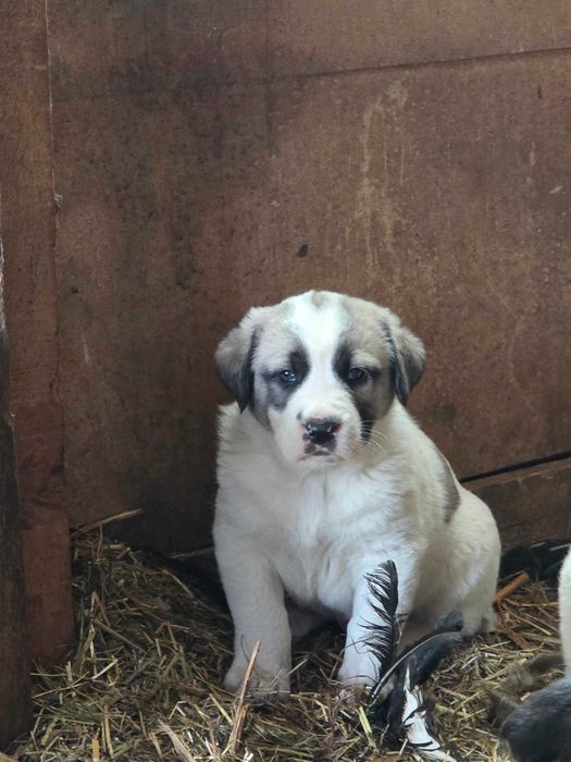 Ciobanesc de Asia Centrala ( Alabai)