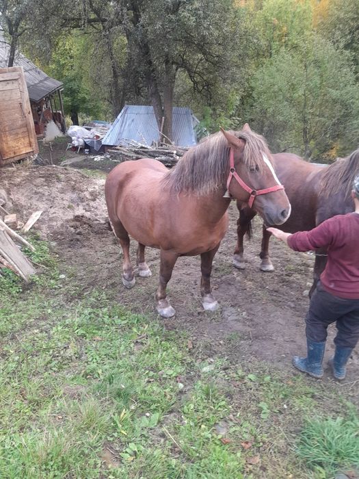 Vând iapa  de 6-7ani