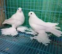 Продаю́ Белого голубя с лохматыми лапками