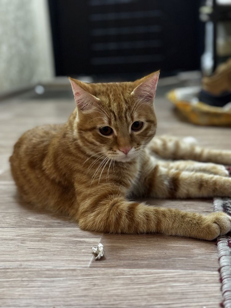 Orange cat, 1 year old