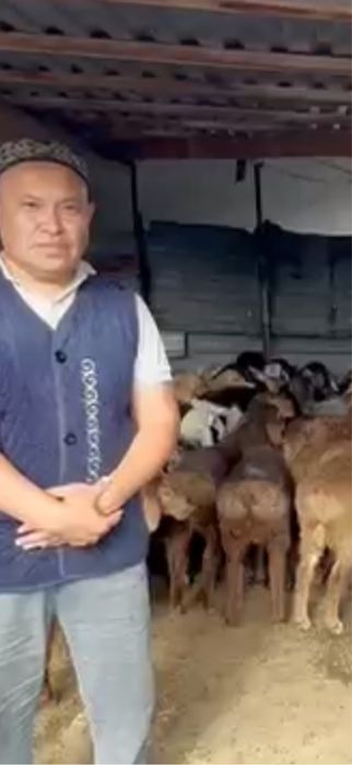 Бараны баран  Қой  Кой кой кои  достовка бар  Алматы