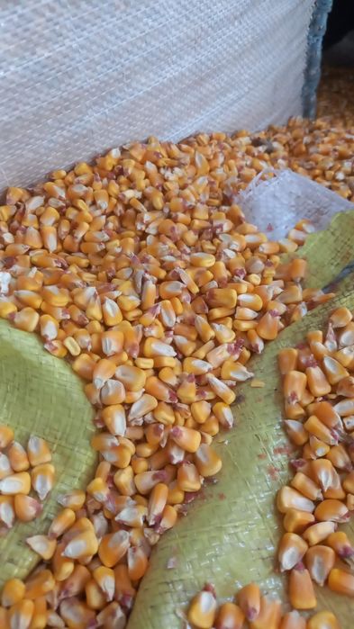 Porumb , floarea soarelui , grau