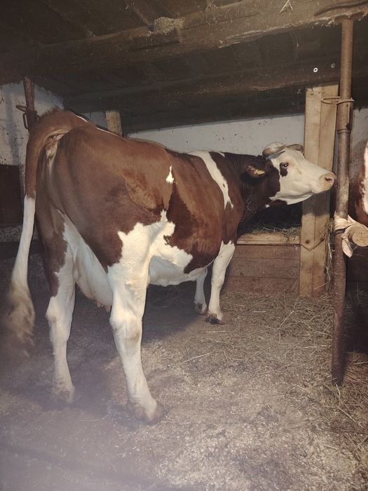 De vânzare vacă și juninca