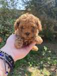 Pudel red mini Toy – pui disponibil, talie mică, carnet de sănătate