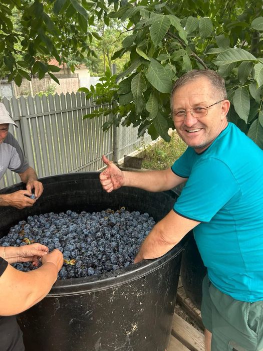 Vand prune pentru tuica