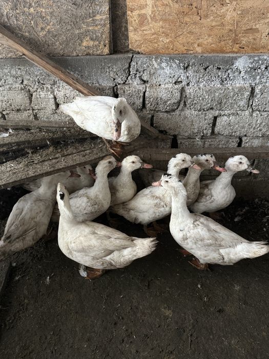 Rate de carne de vanzare