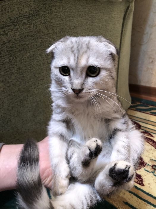 Котенок вислоухая