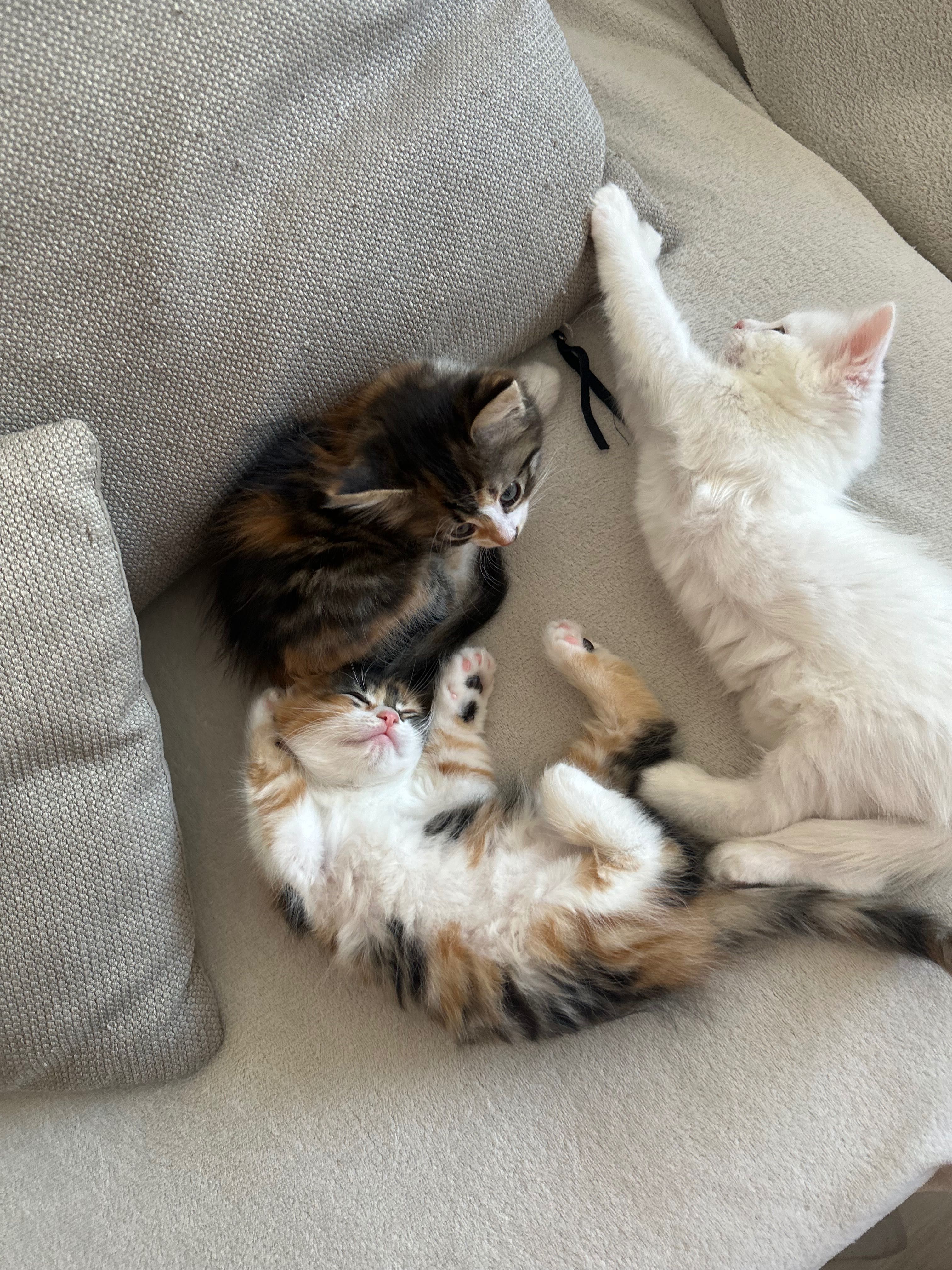 Подаряване на котета!