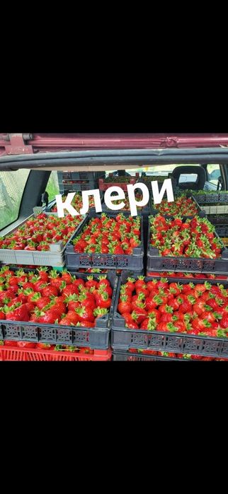 Предлагам целогодишен разсад ягоди