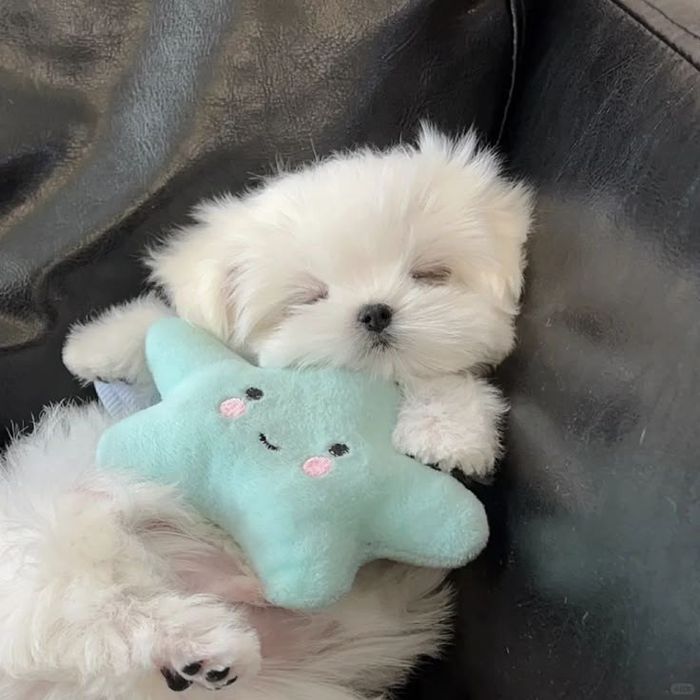 Bichon maltez mini toy