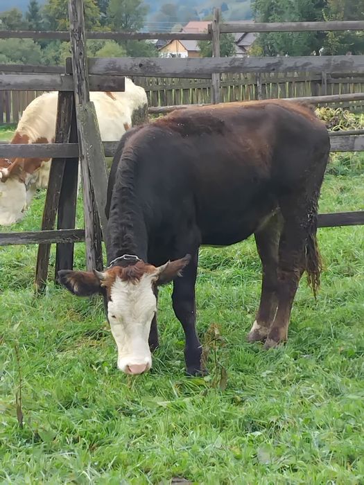 Junca bruna f frumoasă. Prețul nu este negociabil