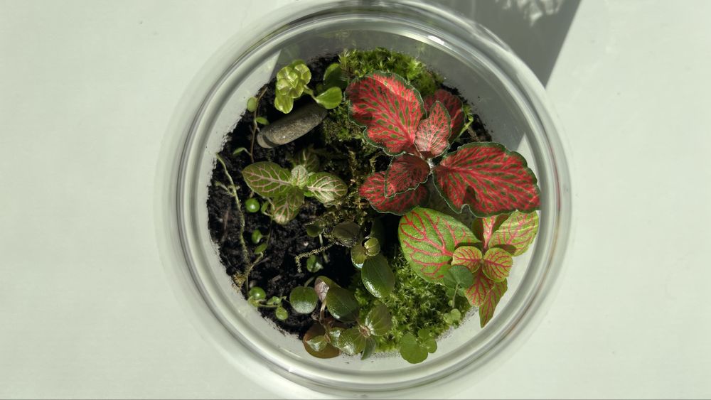 Vand terariu cu plante