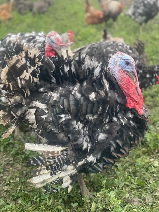 Curnani și curci de țară