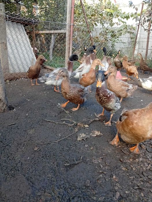 De vanzare rata idiene si altele