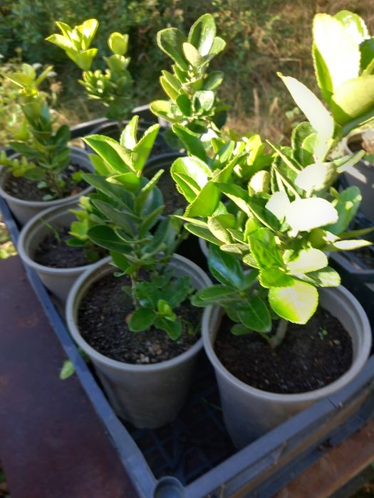 Vând laur englezesc la ghiveci și hortensi la ghiveci  mari