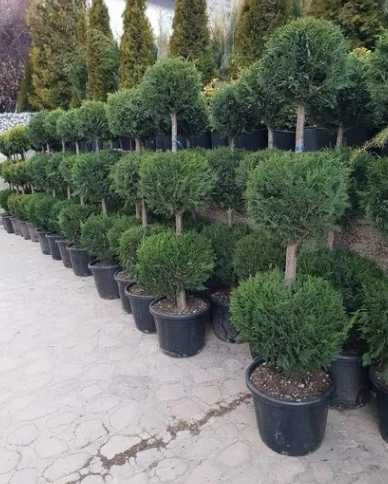 Photinia Buxus Mesteacan alb Globular