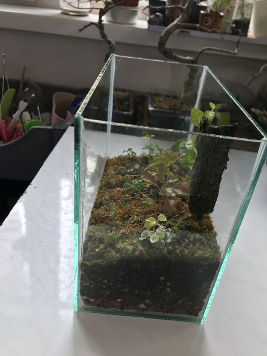 Продам мохариум!