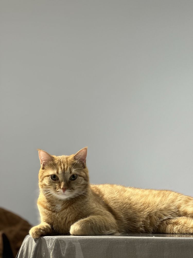 Рыжий кот питомец