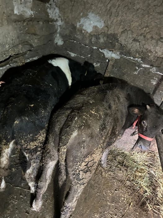 Vând 2 tauri și 2 vaci