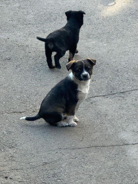 Красотки звоночки