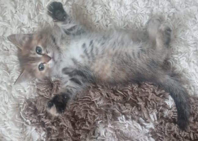 Отдам котят и кошек