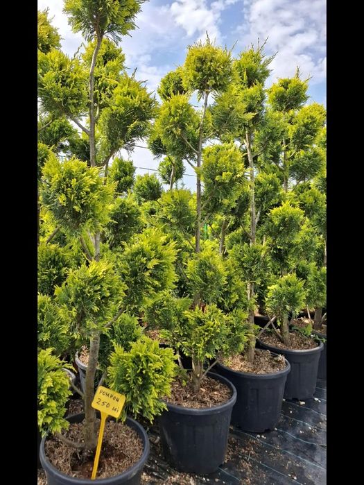 Vând plante ornamentale la preț redus