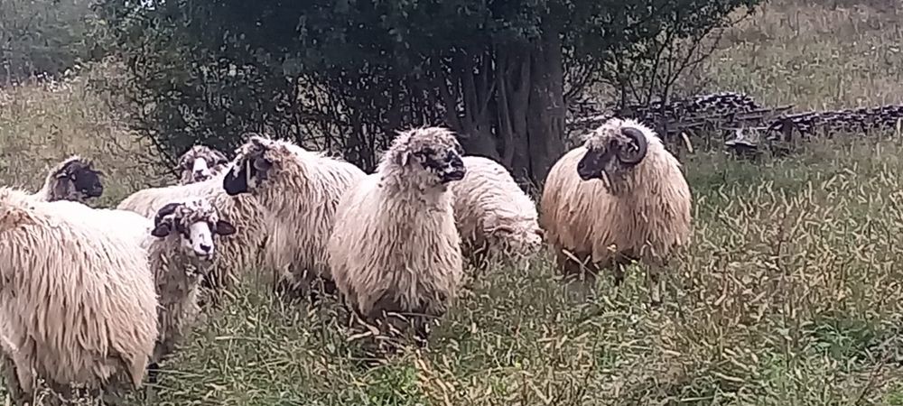 Miei pt sacrificat