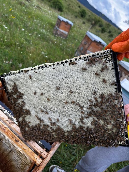 Familii albine, 45 de lei rama