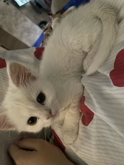 Отдам котенка белого