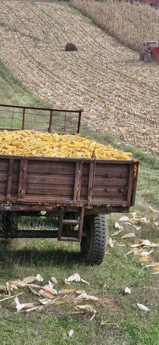 Vind porumb stiuleti productie 2025