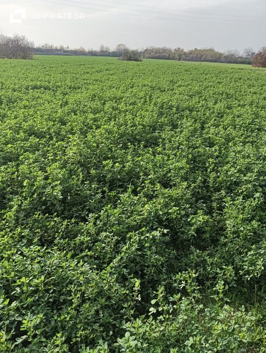 Lucerna prelucrată prin presare