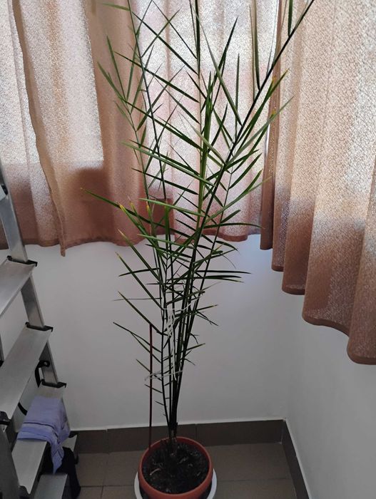 De vanzare palmier curmal