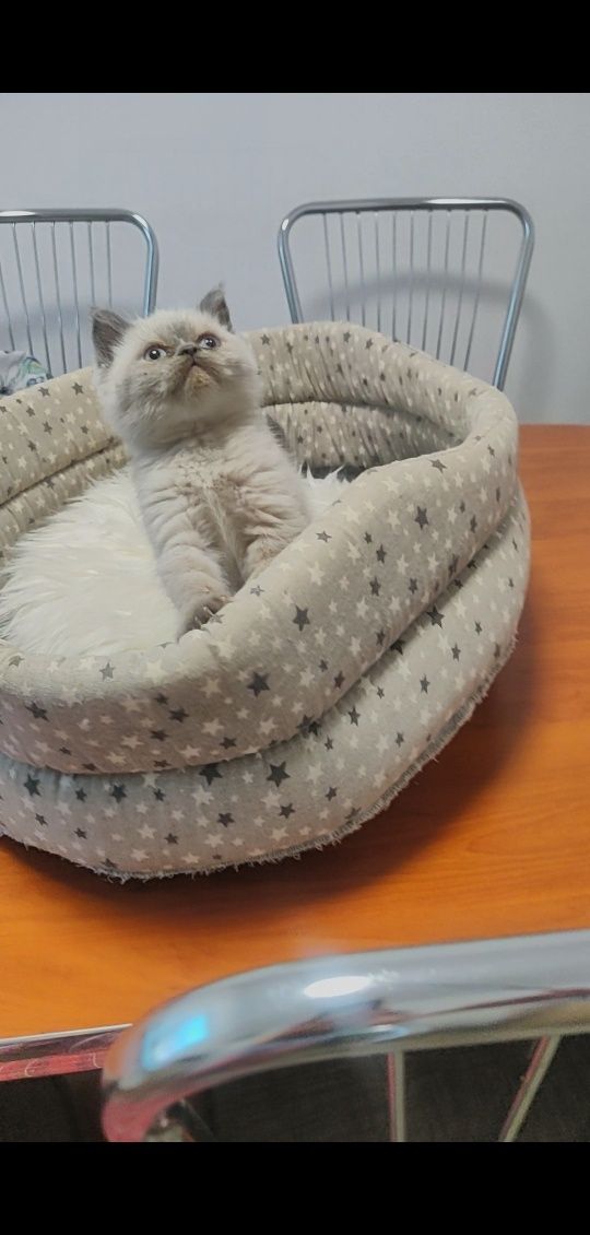 British shorthair