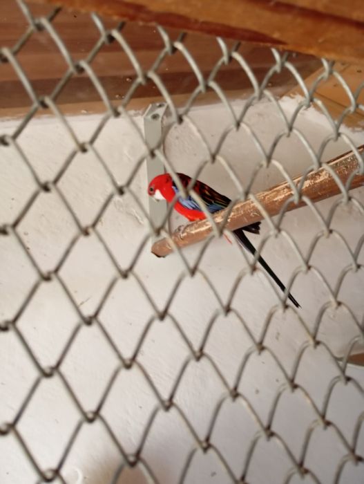 Papagali specii diferite