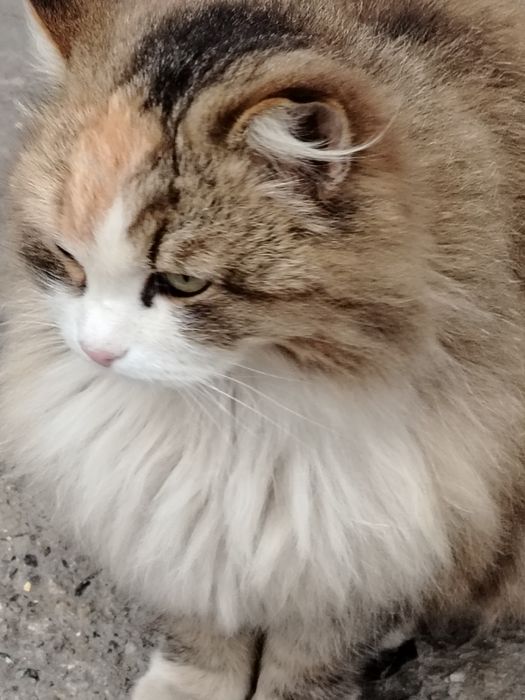 Кошечка красивая пушистая ласковая ищет дом