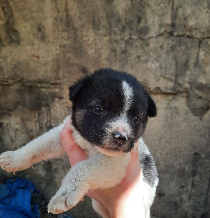 Срочно, нужен дом для щенка