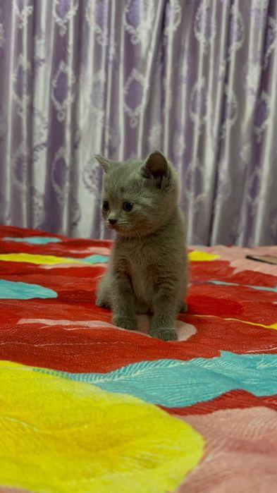 Котята шотландские