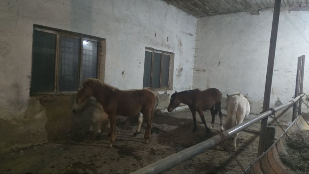 Продаем откормлещный скот