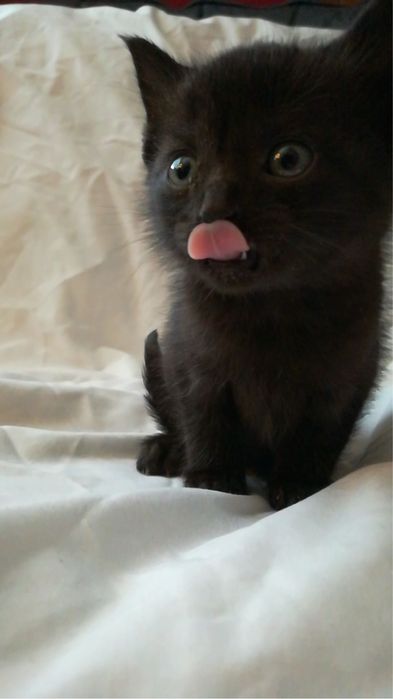 Котята бесплатно