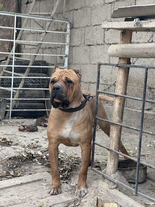 Pidbull laqabi tayson sotiladi 300$