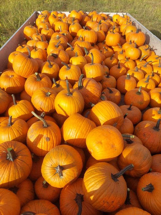 Vand dovleci de Halloween