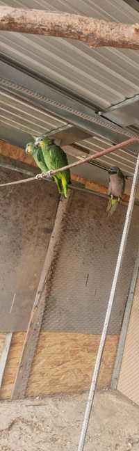 Vand pereche papagali Amazon Venezuela reproducatoare