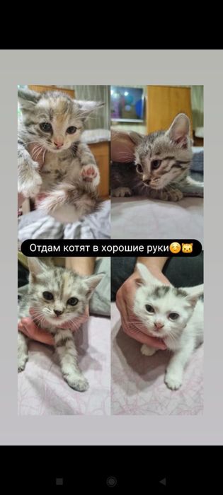 Отдам котят бесплатно