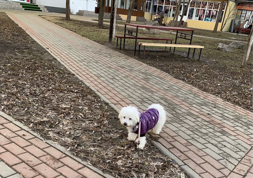 Pui Bichon Maltese