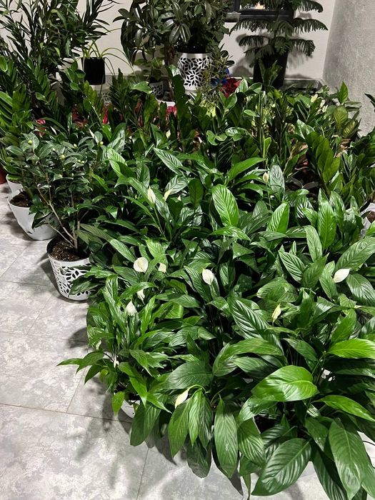 Садовник богбон хона гулларни экиб бериш хизмати